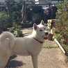 盗んだフランスパンで走り出す
