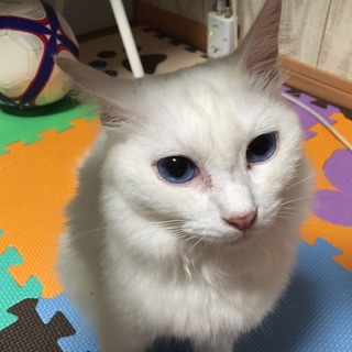 長毛真っ白猫☆女の子