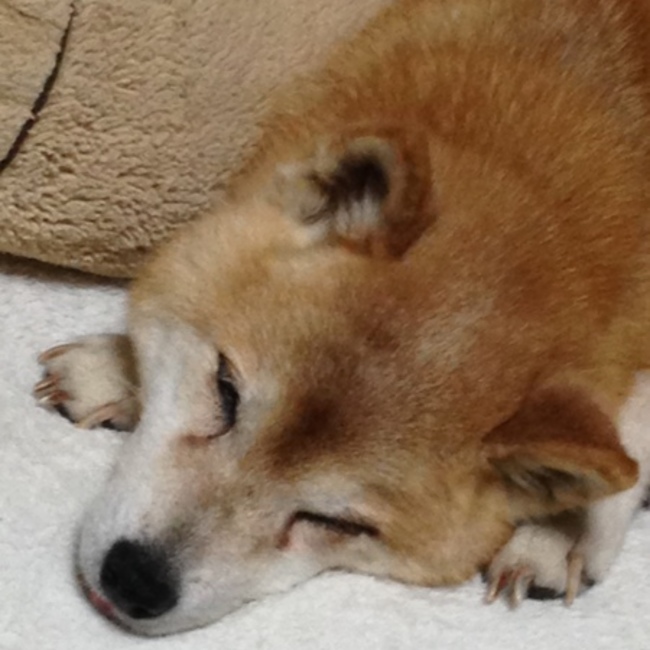 プラムちゃんのカバー写真