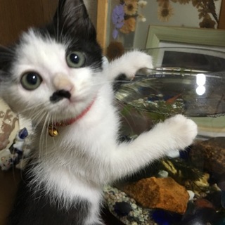 黒ヒゲちゃん