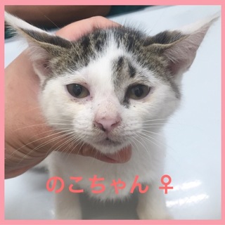 のこちゃん♪困った柄の可愛い子です♡