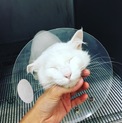社交性抜群！甘えん坊な美猫ちゃん！