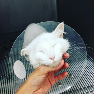 社交性抜群！甘えん坊な美猫ちゃん！