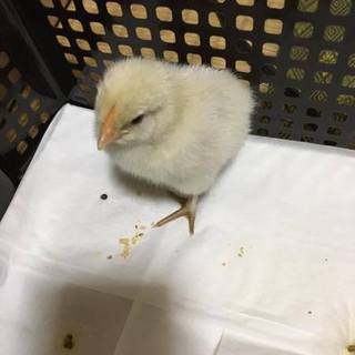 青い卵を産むアローカナのひよこ2羽、里親募集！
