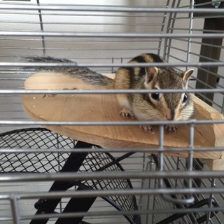 シマリスの里親決まりました！