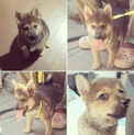 芝犬とポメラニアンのMIX ぽん太くん