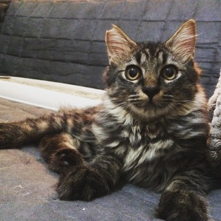 約4ヶ月の半長毛の美猫「サプール」くん。