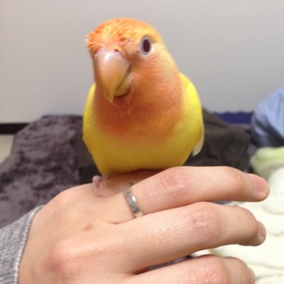 里親さん決まりました皆さんありがとうございました