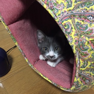 かわいいやんちゃ君