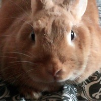 モカ