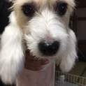 急募です