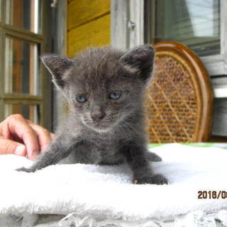 生まれたての子猫ちゃん里親募集！