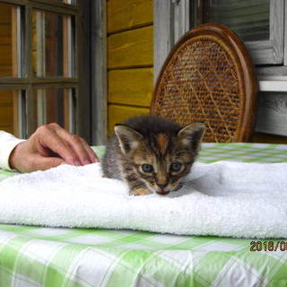 生まれたてかわいい子猫ちゃん里親募集（メス）！