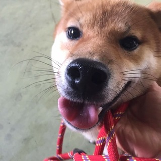 まだ1歳、助けてください！元気な男の子！