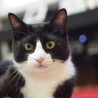 フミ