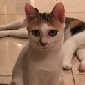 三毛子猫♀募集！ 