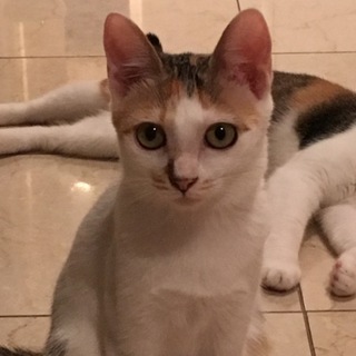 三毛子猫♀募集！ 