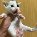 【再募集！】生後4ヶ月！オスの子猫の里親を募集