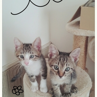 ゴロゴロベタベタのとっても仲良し甘ったれ兄弟♥