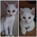 白猫 兄弟猫 里親様募集
