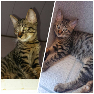 キジトラ 女の子 生後半年 里親様募集