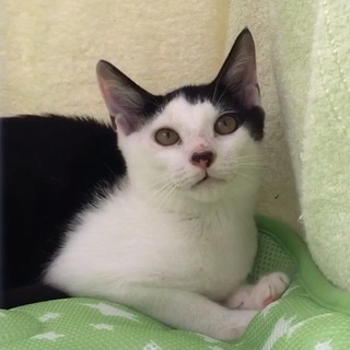 緑（ろく）ちゃん