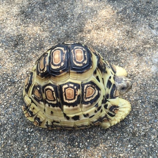 無事に里親様決定しました。