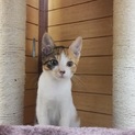 生後3ヶ月半 三毛猫♀ あまあまゴロゴロ