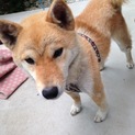 人懐こくて可愛い柴犬 3歳3か月です。