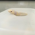 カリフォルニアキングスネーク アルビノ里親募集中