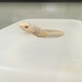 カリフォルニアキングスネーク アルビノ里親募集中