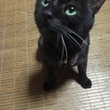 猫エイズキャリア 推定3才の甘えん坊な黒猫くん