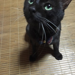 猫エイズキャリア 推定3才の甘えん坊な黒猫くん
