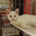 白猫の子猫ちゃんの里親さん募集②（仲介）