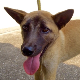 【甘えん坊/１歳前後/オス】