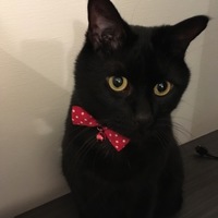 チェルニー