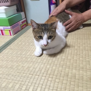 人懐っこい三毛猫の里親募集