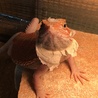 脱皮中のつくねちゃん