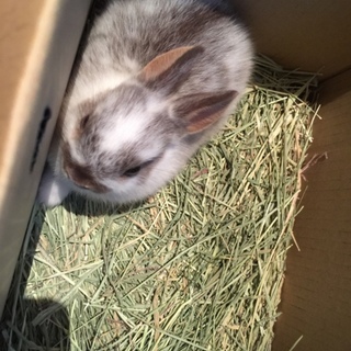 ウサギですオス