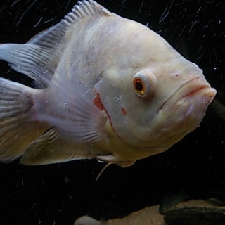 オスカーの里親を募集します。