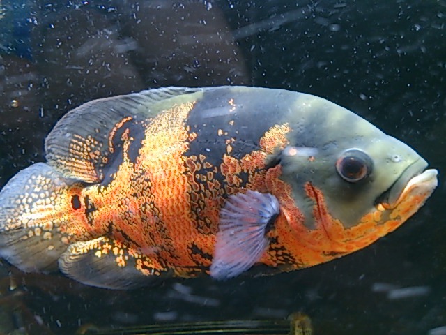 オスカーの里親を募集します。 サムネイル2