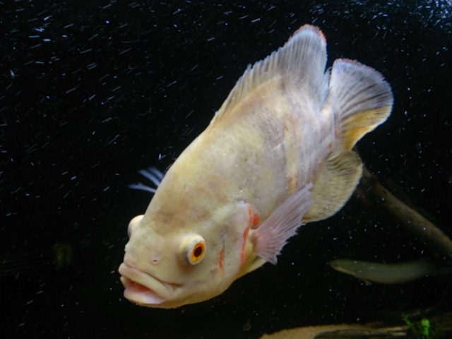 オスカーの里親を募集します。 サムネイル3