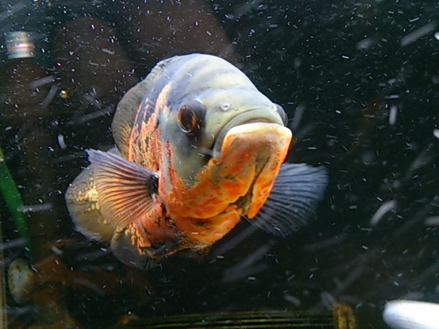 オスカーの里親を募集します。 サムネイル4