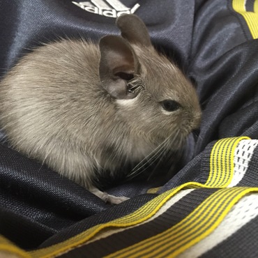 まだ小さい頃のうに(^｡^)