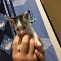 必死に生きようとした3姉妹の里親になって下さい。