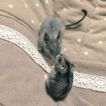 大好きしゃけたん(^｡^)