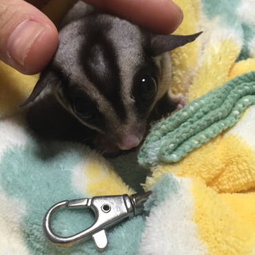 たれ耳もかわいいね