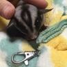 たれ耳もかわいいね