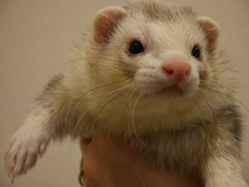 里親さん決まりました！ありがとうございました。 サムネイル1