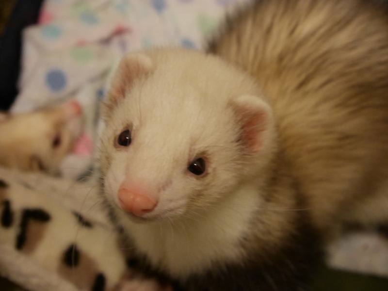 里親さん決まりました！ありがとうございました。 サムネイル3